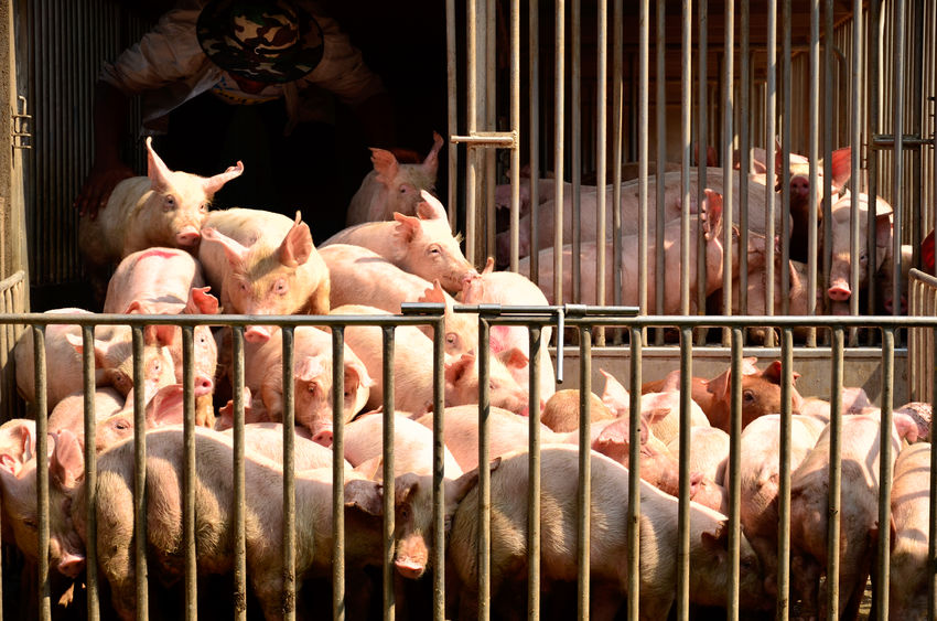 Heat stress: Pig producers told to check ventilation systems