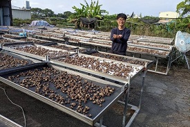 日商工程師種香菇滯銷　靠「太陽」變達人曬出150倍的維生素D2