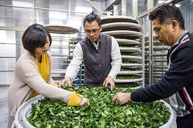 斜槓茶農遇上枇杷女孩！攜手創造六級化農旅服務：延續好滋味