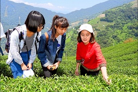 山林茶園 原鄉原味