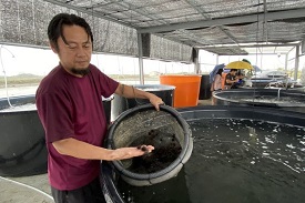 台南漁民研發水冷系統 龍蝦石鯛試驗養殖良好