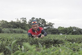 龍泉茶鄉椪風茶聞名 廚師返鄉再造傳奇