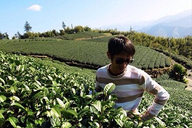 藏匿在阿里山公路的玫瑰花茶館