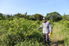 草創釋迦果園生態系-太麻里鄉李俊儀