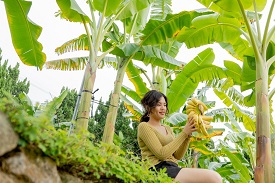 農村女力再現黃金傳奇–天之蕉女黃稚淋