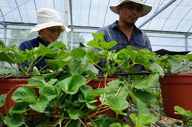 都市夫妻的農村生活--從育苗到種植 葉沛瀅的草莓大業