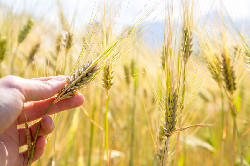 China agriculture minister says winter wheat condition could be worst in history