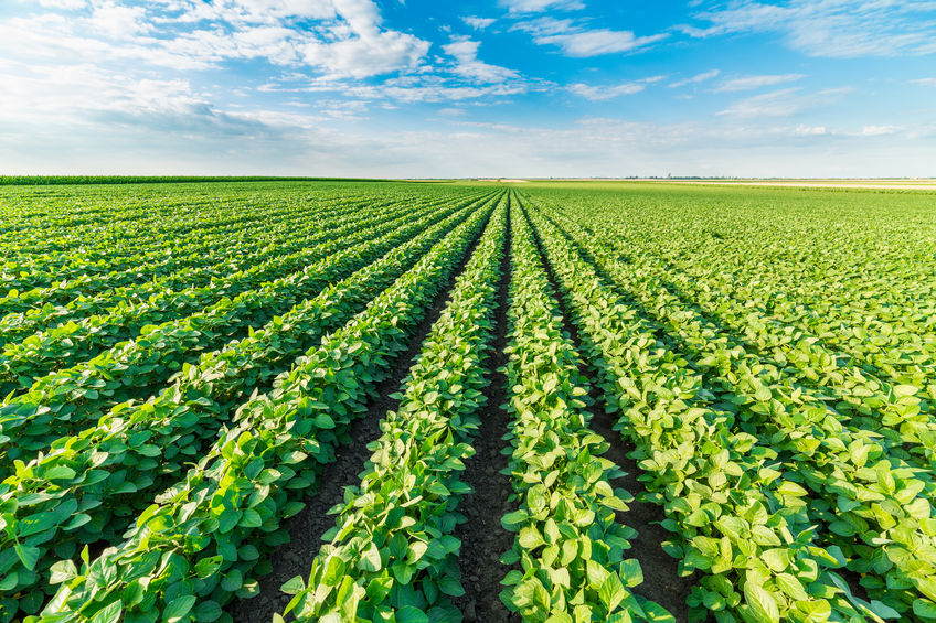 CLIMATE CHANGE THROWS A NEW CURVEBALL AT SOYBEAN WEED CONTROL