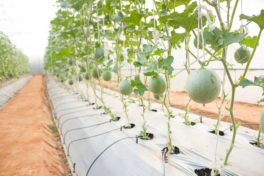 Could robots be answer to farm worker shortage? Machines could be used to pick fruit under new plans to prevent food rotting in fields and supermarket shelves going empty