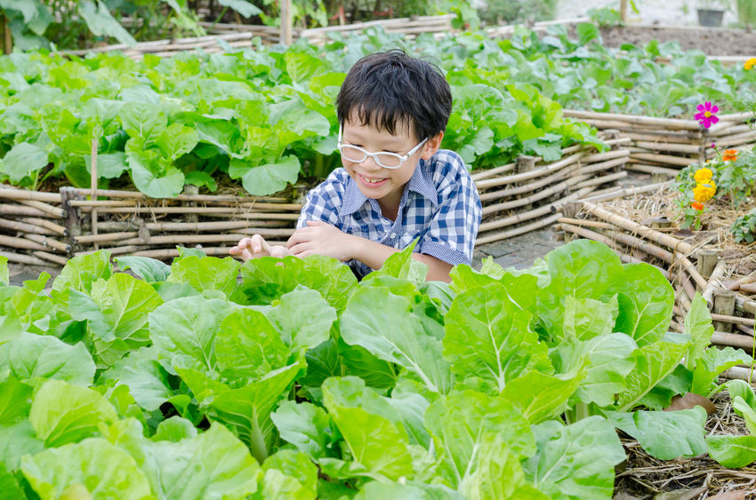 《食農教育法》立院三讀通過 鼓勵地產地消 政府學校優先採用在地食材