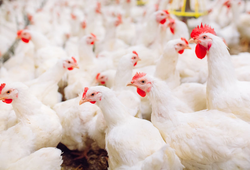 Adding high-flavonoid corn to broiler chickens’ diet may cut intestinal disease