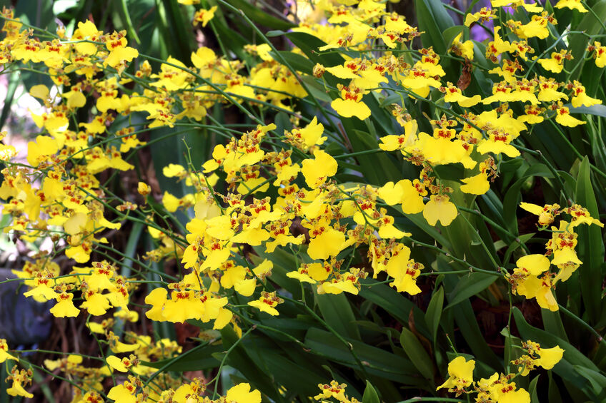 風情萬種的文心蘭盆花新品種「台農8號-花木蘭」