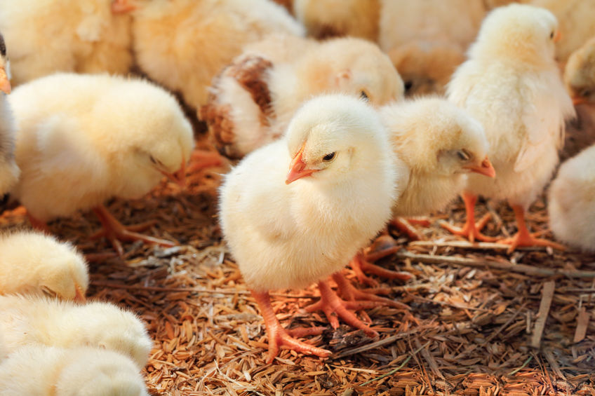 Decreased poultry production in Great Britain