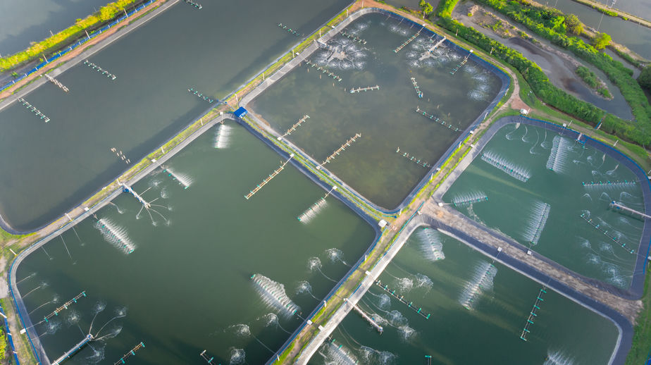 DSM launches salmon farming lifecycle assessment system