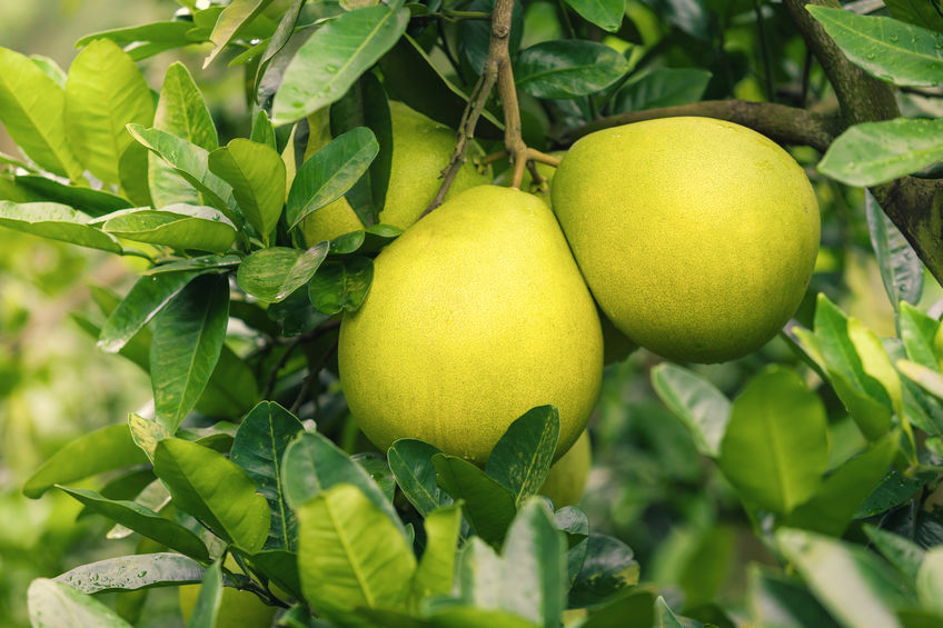 Mandarin trees in good herbaceous company