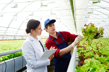 Finnish lettuce greenhouse uses industry waste wood to heat the greenhouse