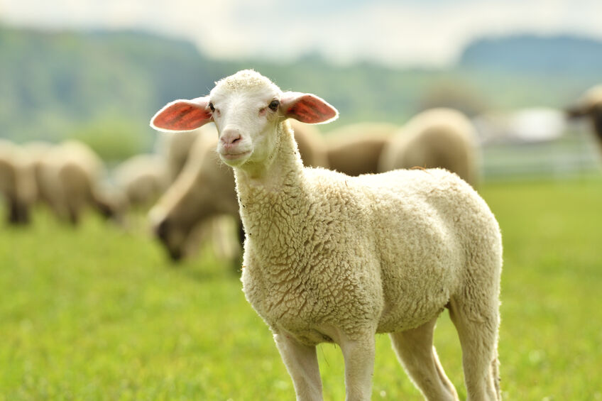 Electronic ear tags for millions of sheep backed by NSW to prepare for foot-and-mouth disease