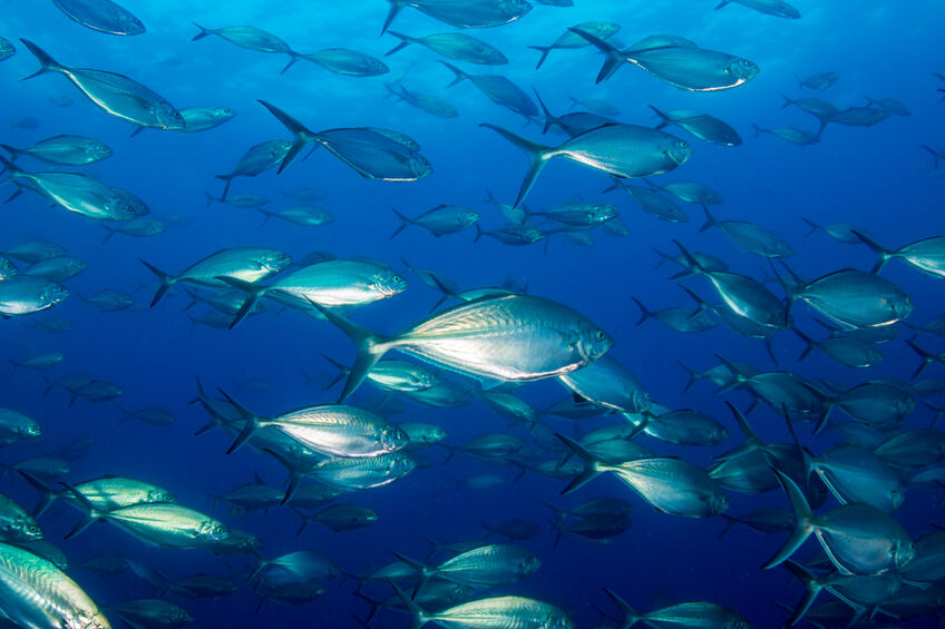 海洋碳匯與永續漁業新模式