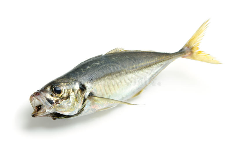 捍衛午仔魚產業 農委會、屏縣府祭出行銷獎勵措施