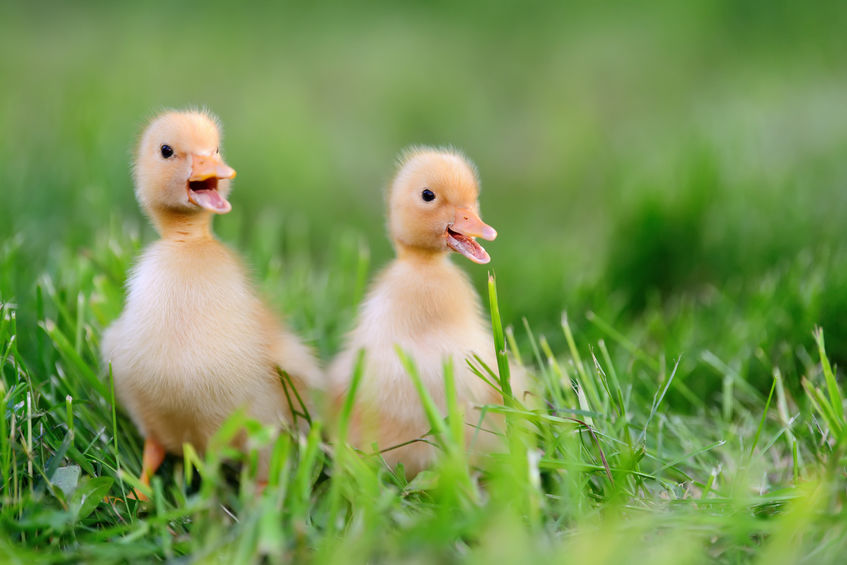 SA winemaker using ducks to control pests in vineyards