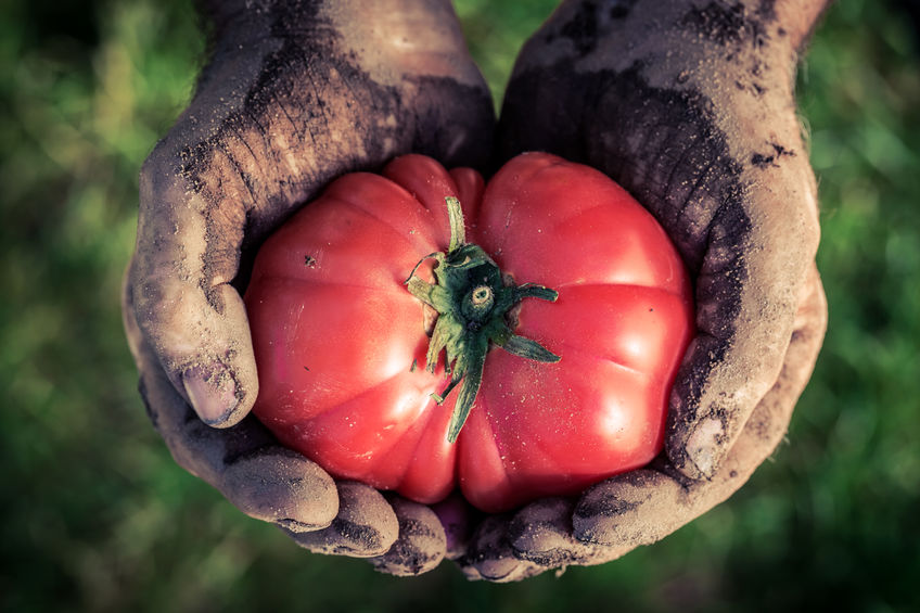 New tomato bred to naturally resist pests and curb disease