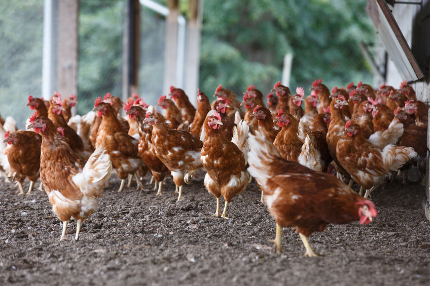 Shifting UK poultry meat towards slower-growing breeds