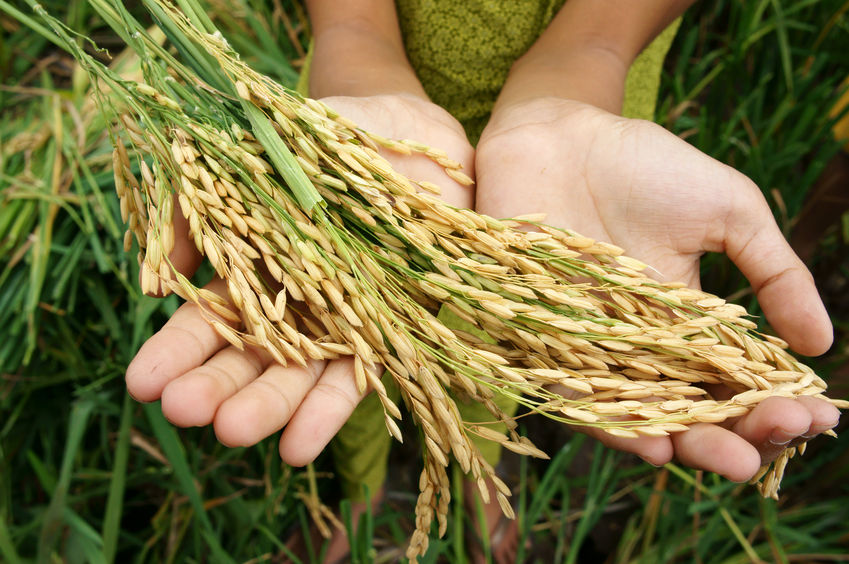 Granary of China' braces for more wheat-damaging rain