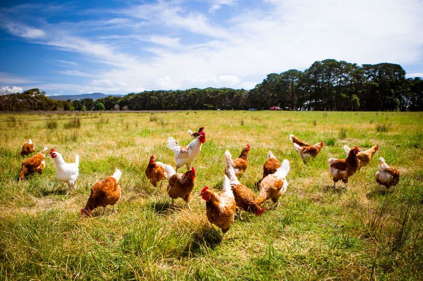 Higher welfare poultry production systems: a long-term outlook