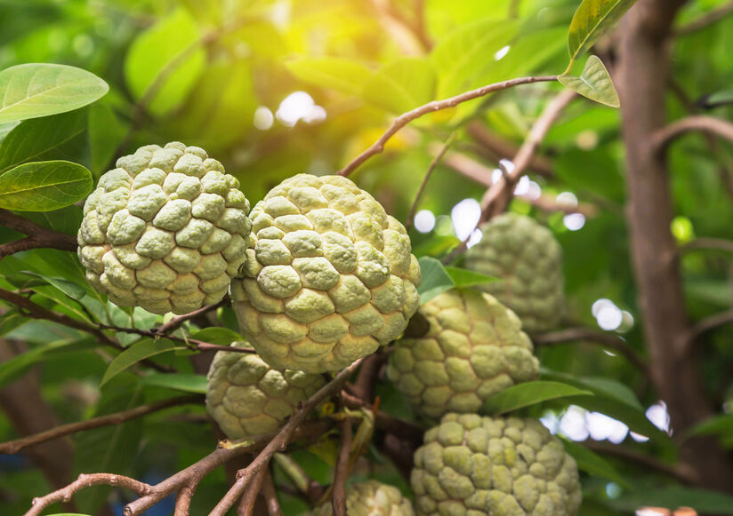 THAI DURIAN ON THE UPSWING: EXPORT PRICES TO CHINA AT RECORD