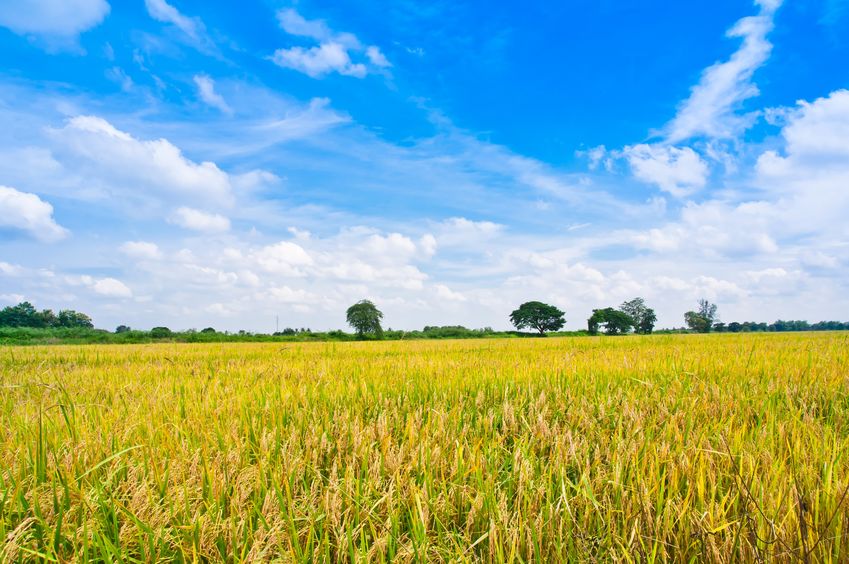 India's rice area grows on higher prices, cotton sowing lags