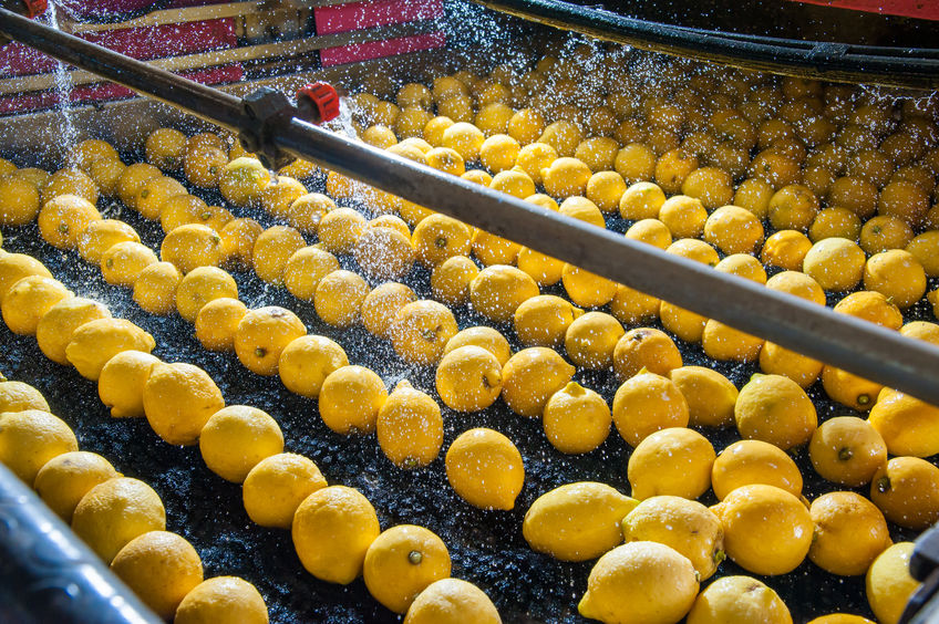 Italy's mango production on the rise as climate warms