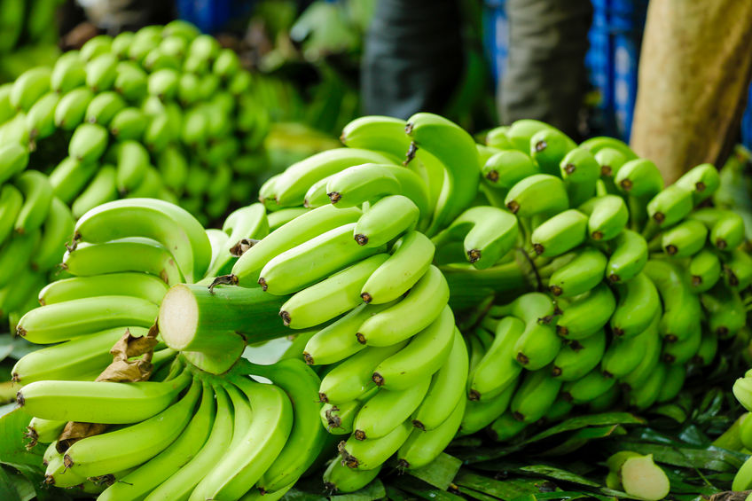 Exchange among Young Farmers for Value-added Use of Bananas