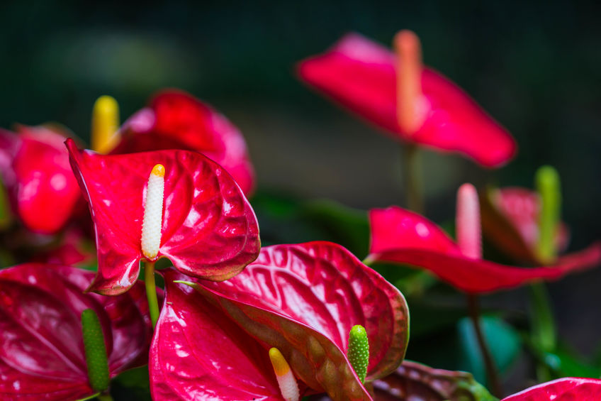 大雪山櫻花搶先綻放，浪漫迎接新春