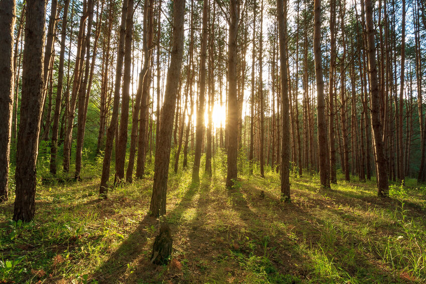  Next Generation of Trees Threatened 30 Years after Logging