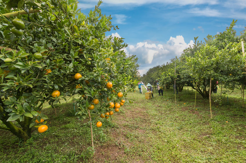 Expanded and improved Sustainable Farming Incentive offer for farmers published