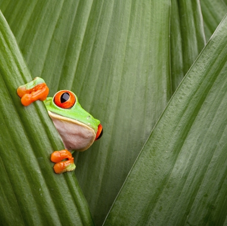 New Action Plan launched for implementing FAO Strategy on Mainstreaming Biodiversity Across Agricultural Sectors as biodiversity-related projects approved