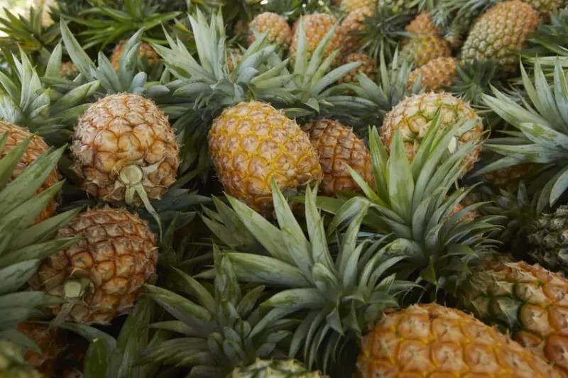 A Brief Discussion on the Current State of Export of Taiwan's Pineapples