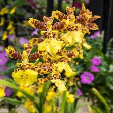 Floral Revolution: A Future Transformation Journey of Oncidium Cut Flower Packaging Facilities!