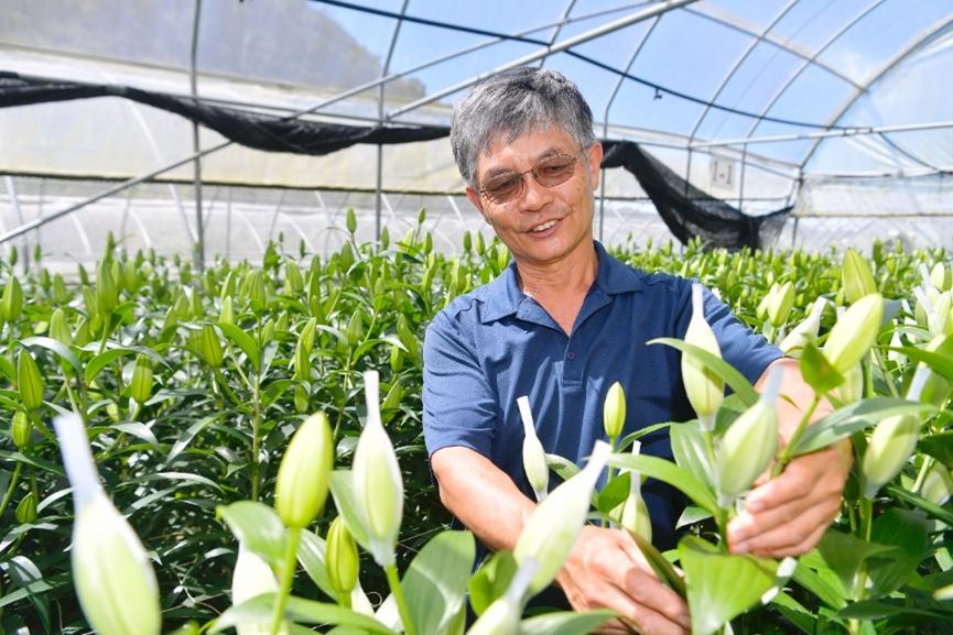 郝鳳霽以共好理念培育阿里山百合