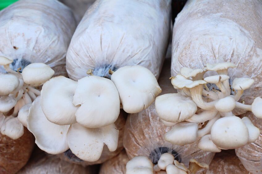 菇農張朝源等3人以生命傳承文化 獲選埔里職人