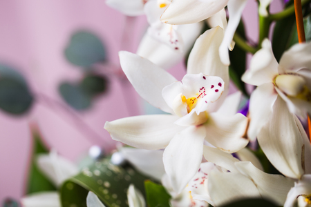 力與美的派對！農業部與中華職籃邀請您賞花看球！！