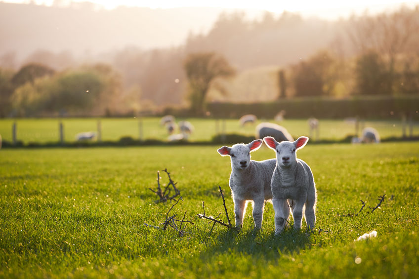 Farm show bans cattle and sheep amid outbreak