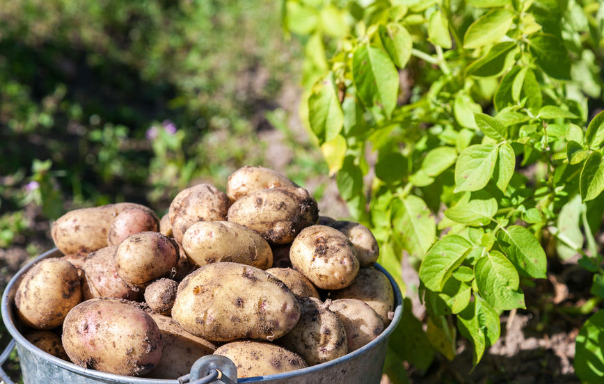 Dry weather damages farmers' potato crops