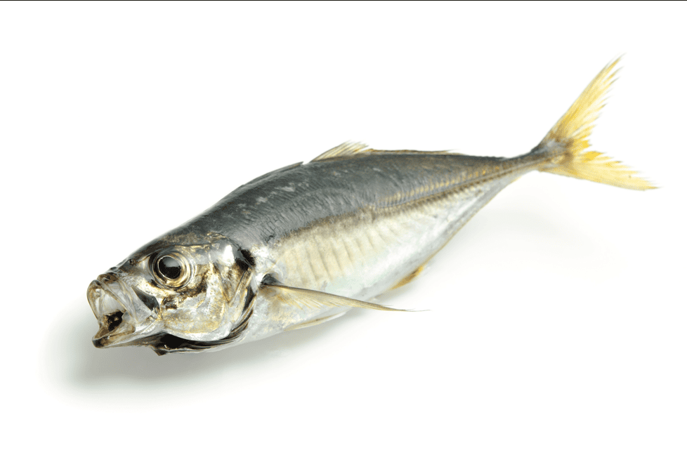FAO Members celebrate 10th anniversary of landmark fisheries treaty